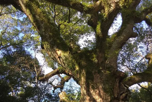 熱田神宮の写真・動画_image_336282