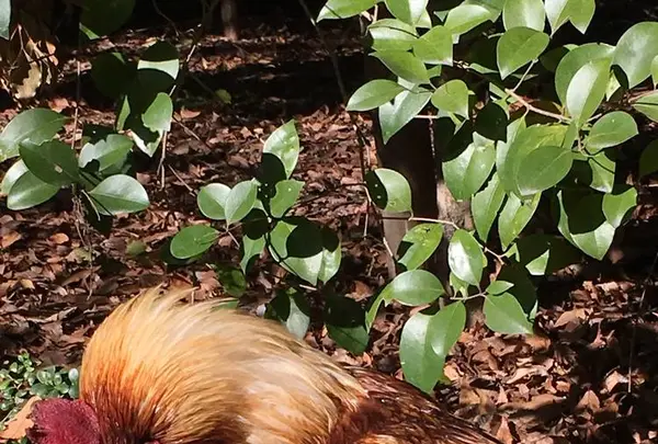 八剣宮の写真・動画_image_336342