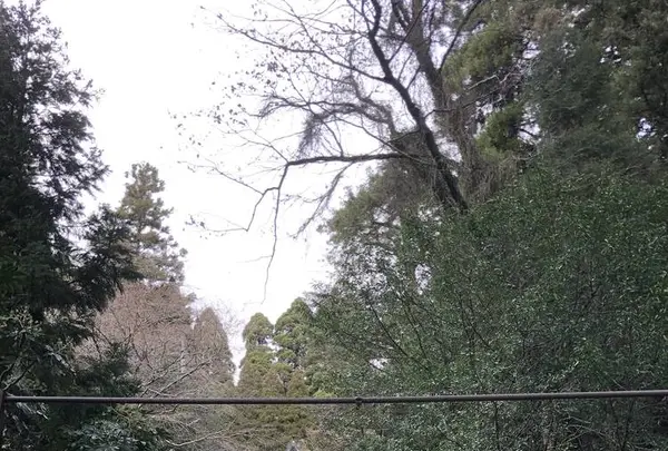 国造神社の写真・動画_image_338440