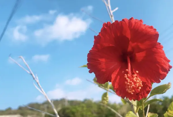 大神島の写真・動画_image_338989