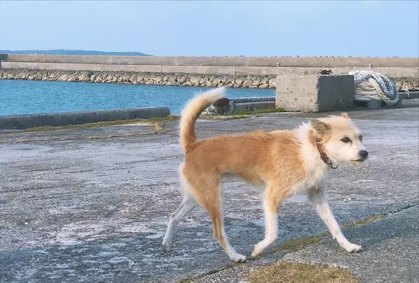 大神島の写真・動画_image_338998