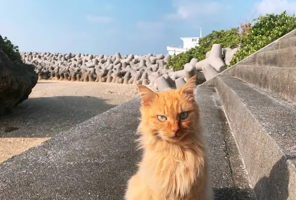 大神島の写真・動画_image_339003