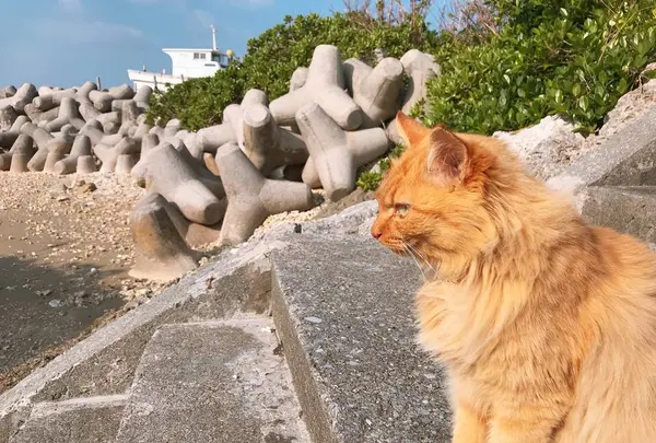 大神島の写真・動画_image_339004