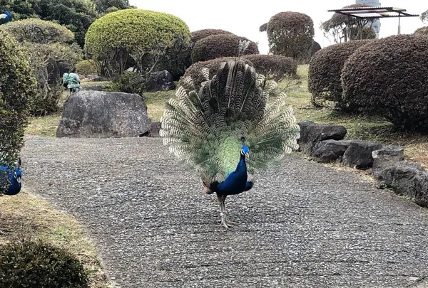伊豆シャボテン動物公園の写真・動画_image_340303