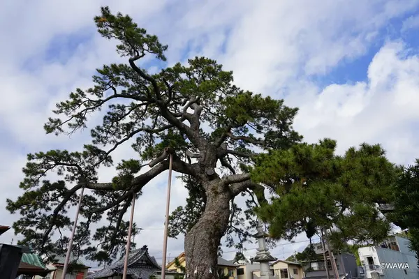 正定寺の写真・動画_image_340311