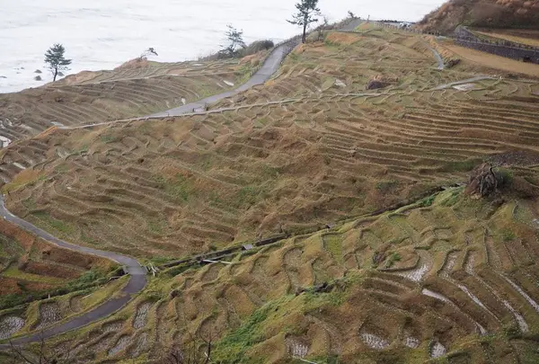 白米千枚田の写真・動画_image_340543
