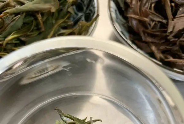 金川製茶の写真・動画_image_340722