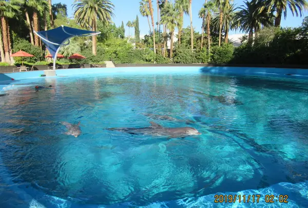 The Mirage（ミラージュ）の写真・動画_image_341759