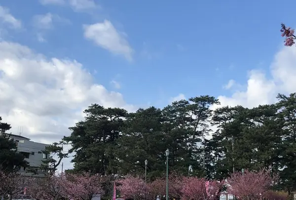 土肥桜の写真・動画_image_342000