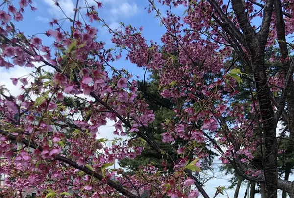 土肥桜の写真・動画_image_342001