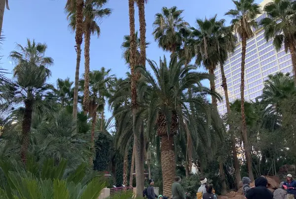 Flamingo Hotelの写真・動画_image_342319