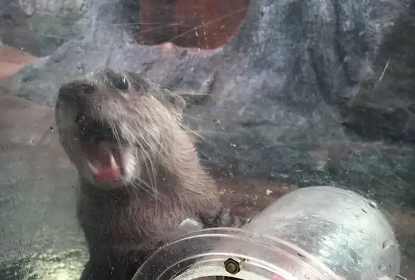 伊豆シャボテン動物公園の写真・動画_image_342833