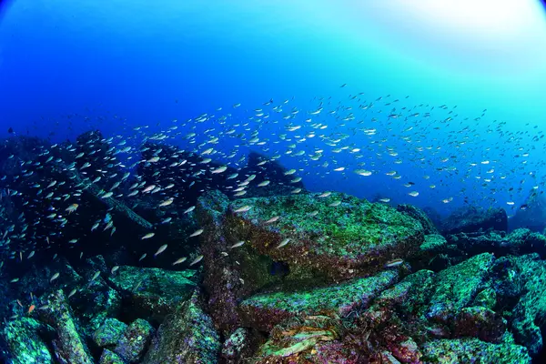 三浦 海の学校の写真・動画_image_343039