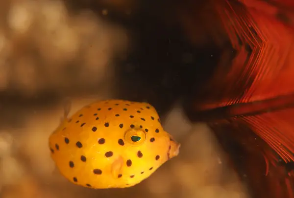 PADI ダイビングスクール 城ヶ島ダイビングセンターの写真・動画_image_343042