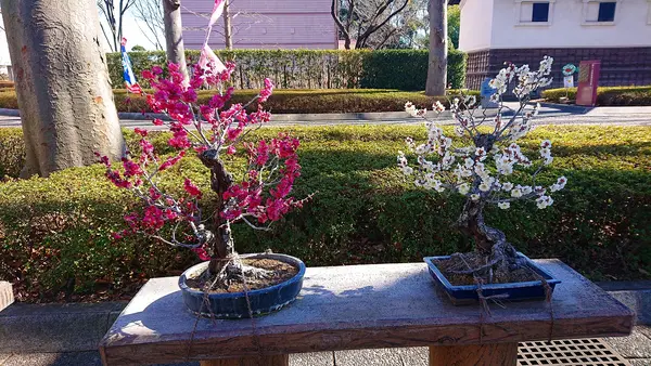 府中市郷土の森博物館の蝋梅の写真・動画_image_343569