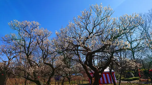 府中市郷土の森博物館の蝋梅の写真・動画_image_343570
