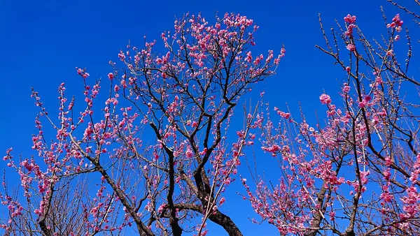 府中市郷土の森博物館の蝋梅の写真・動画_image_343575