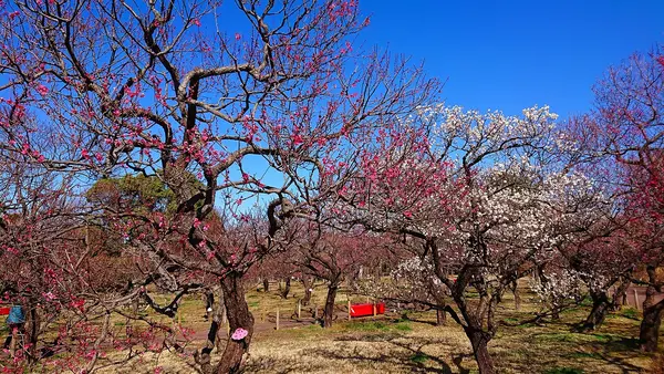 府中市郷土の森博物館の蝋梅の写真・動画_image_343576