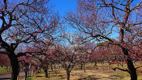府中市郷土の森博物館の蝋梅の写真・動画_image_343579