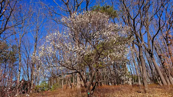 府中市郷土の森博物館の蝋梅の写真・動画_image_343589