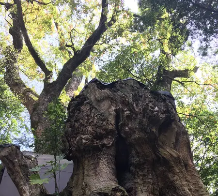 来宮神社 鳥居の写真・動画_image_343925