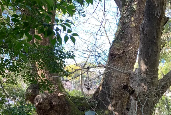 來宮神社の写真・動画_image_343933