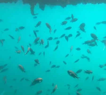 熱海遊覧船サンレモの写真・動画_image_343937