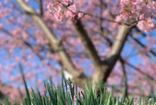 河津桜まつりの写真・動画_image_343944