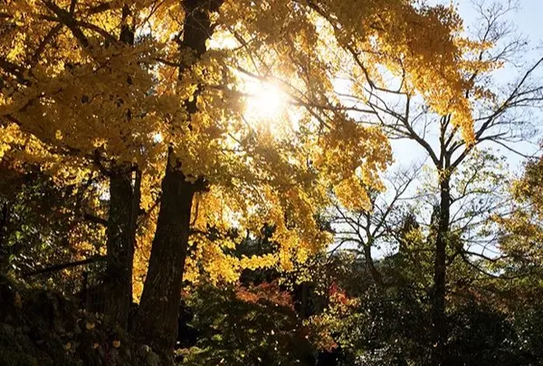 大聖院の写真・動画_image_344325