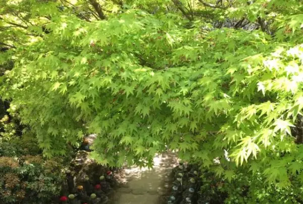 大聖院の写真・動画_image_344338