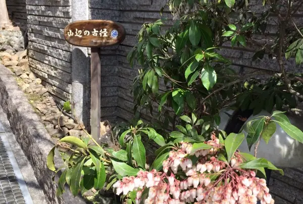 山辺の古径の写真・動画_image_344344