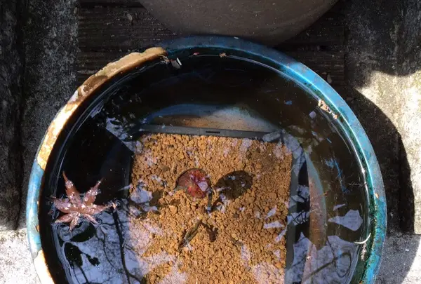 大聖院の写真・動画_image_344345