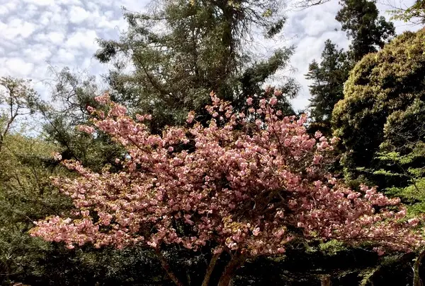 大元神社の写真・動画_image_344422