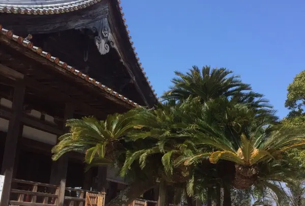 豊国神社（千畳閣）の写真・動画_image_344443