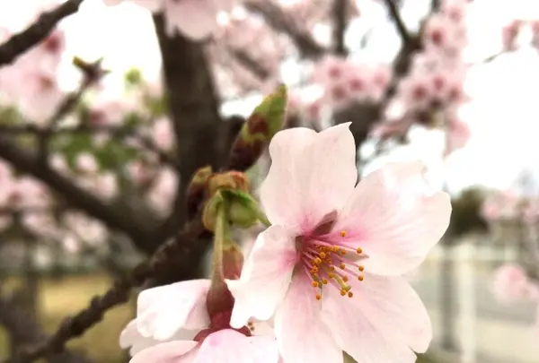 山辺の古径の写真・動画_image_344484