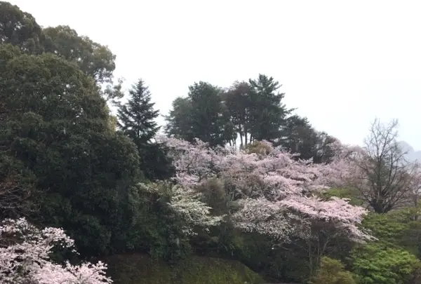 山辺の古径の写真・動画_image_344489