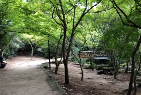 久久能智の聖木の写真・動画_image_344539