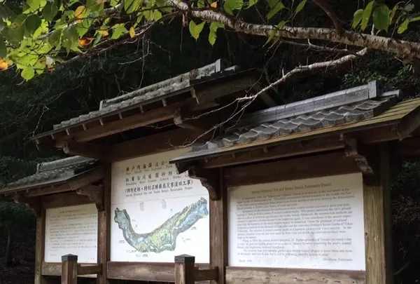 久久能智の聖木の写真・動画_image_344540