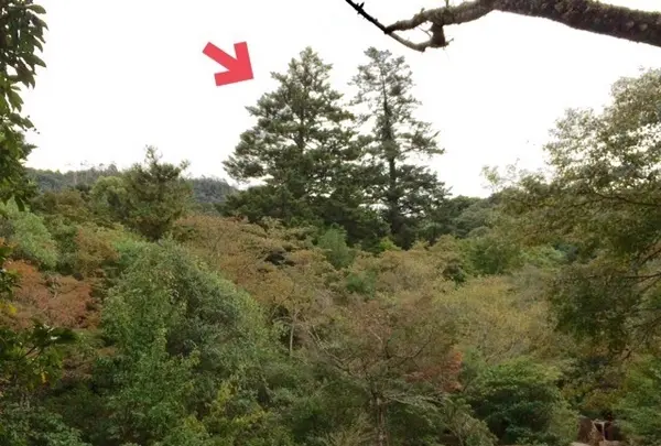 久久能智の聖木の写真・動画_image_344541