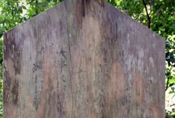 久久能智の聖木の写真・動画_image_344542