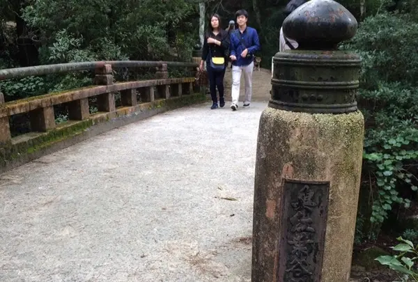 久久能智の聖木の写真・動画_image_344543