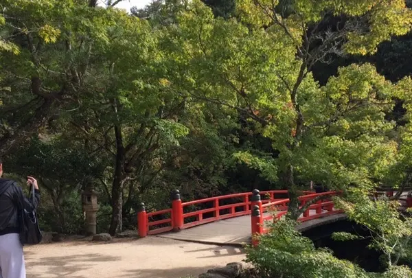 久久能智の聖木の写真・動画_image_344545