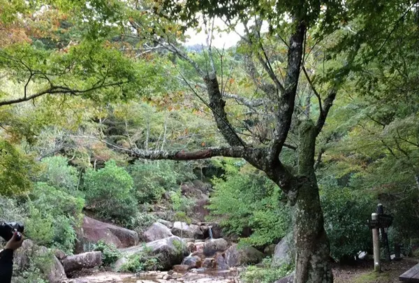 久久能智の聖木の写真・動画_image_344546