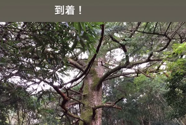 久久能智の聖木の写真・動画_image_344547