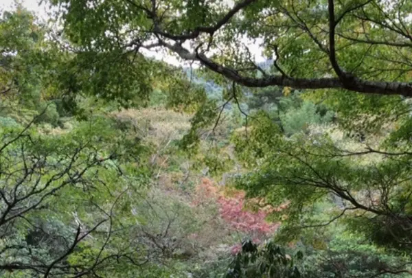 久久能智の聖木の写真・動画_image_344549