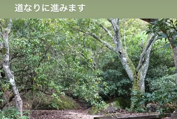 久久能智の聖木の写真・動画_image_344550