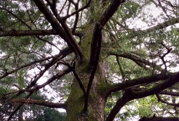 久久能智の聖木の写真・動画_image_344551