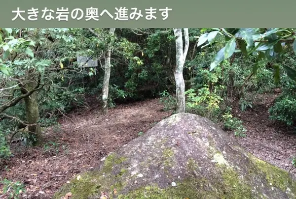 久久能智の聖木の写真・動画_image_344552