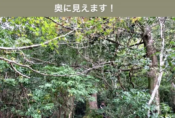 久久能智の聖木の写真・動画_image_344553