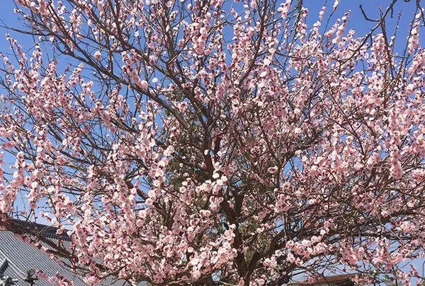 大願寺の九本松の写真・動画_image_344597